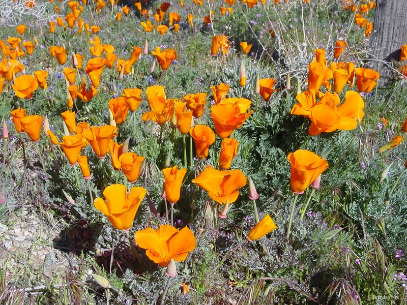 Antelope Valley Poppy Reserve - Los Angeles 3-03 358